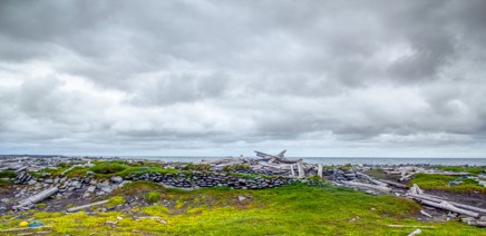 Rekaviður.jpg